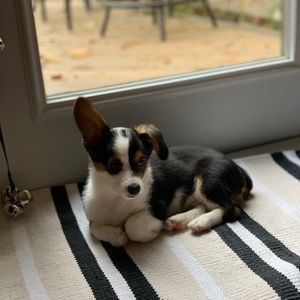 Meet your Posher, Jameson